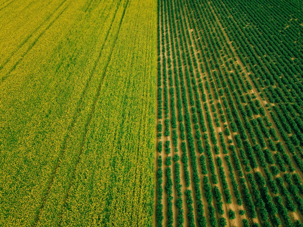 aerial view of rows of potato and rapeseed field 2023 11 27 05 01 21 utc